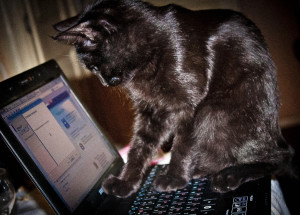 Jauna sadaļa – Programmas, Mārtiņ&scaron; Doniņ&scaron;